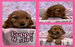 Cocker Spaniel dogs for sale: 5 beautiful show cocker spaniel puppies  - Image 5