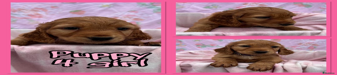 Cocker Spaniel Puppy 3