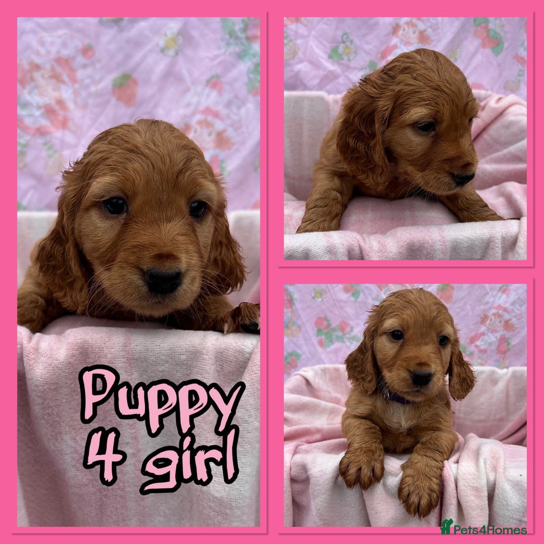 Cocker Spaniel dogs for sale: 5 beautiful show cocker spaniel puppies  - Image 5