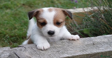 Jack Russell dogs - Advert 10