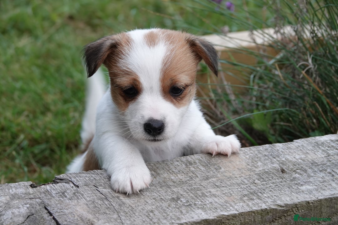 Jack Russell dogs for sale: KC Registered JR puppies  - Image 11