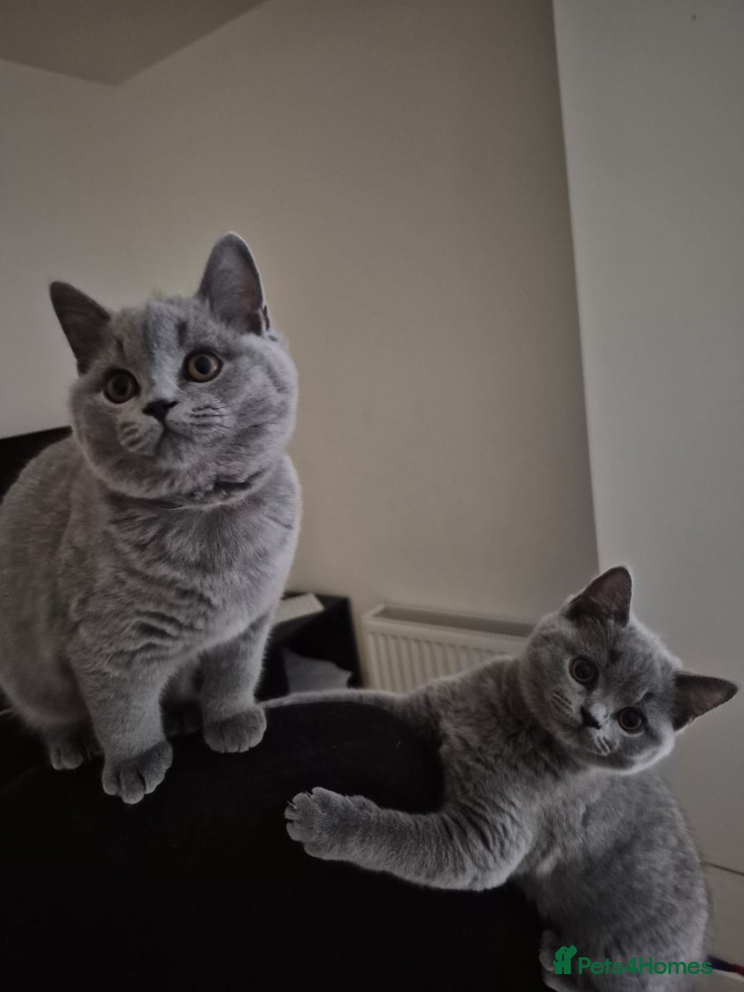 British Shorthair cats for sale: My 3 cute girls are ready to find new family💗  - Image 2