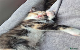 Mixed Breed cats for sale: Beautiful kittens  - Image 9