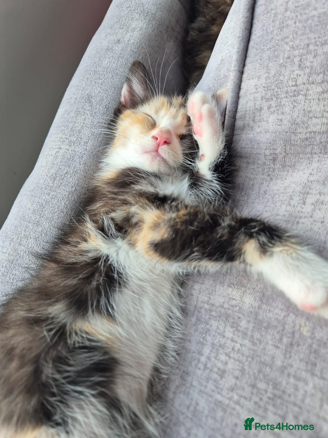 Mixed Breed cats for sale: Beautiful kittens  - Image 9
