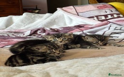 European cats for sale: Tortoiseshell Kittens - November  - Image 4