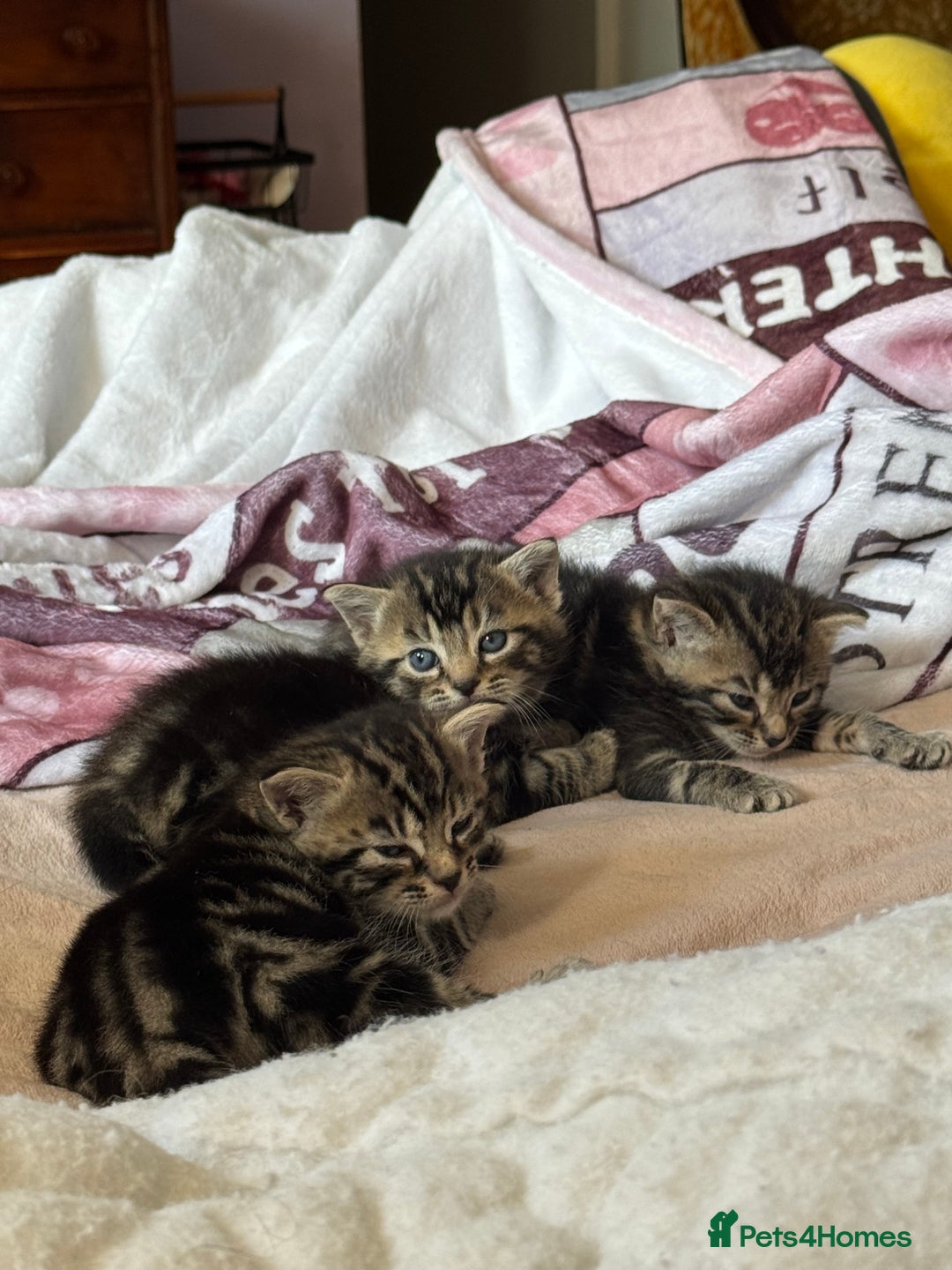 European cats for sale: Tortoiseshell Kittens - November  - Image 4