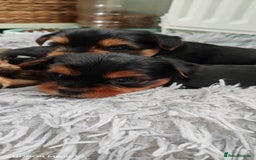 Yorkshire Terrier dogs for sale: Yorkshire Terrier Puppies  - Image 9