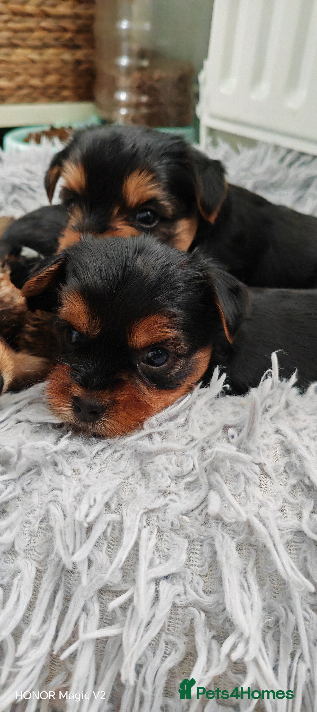Yorkshire Terrier dogs for sale: Yorkshire Terrier Puppies  - Image 9