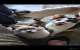 Mixed Breed cats for sale: Arya and kitten  - Advert 6