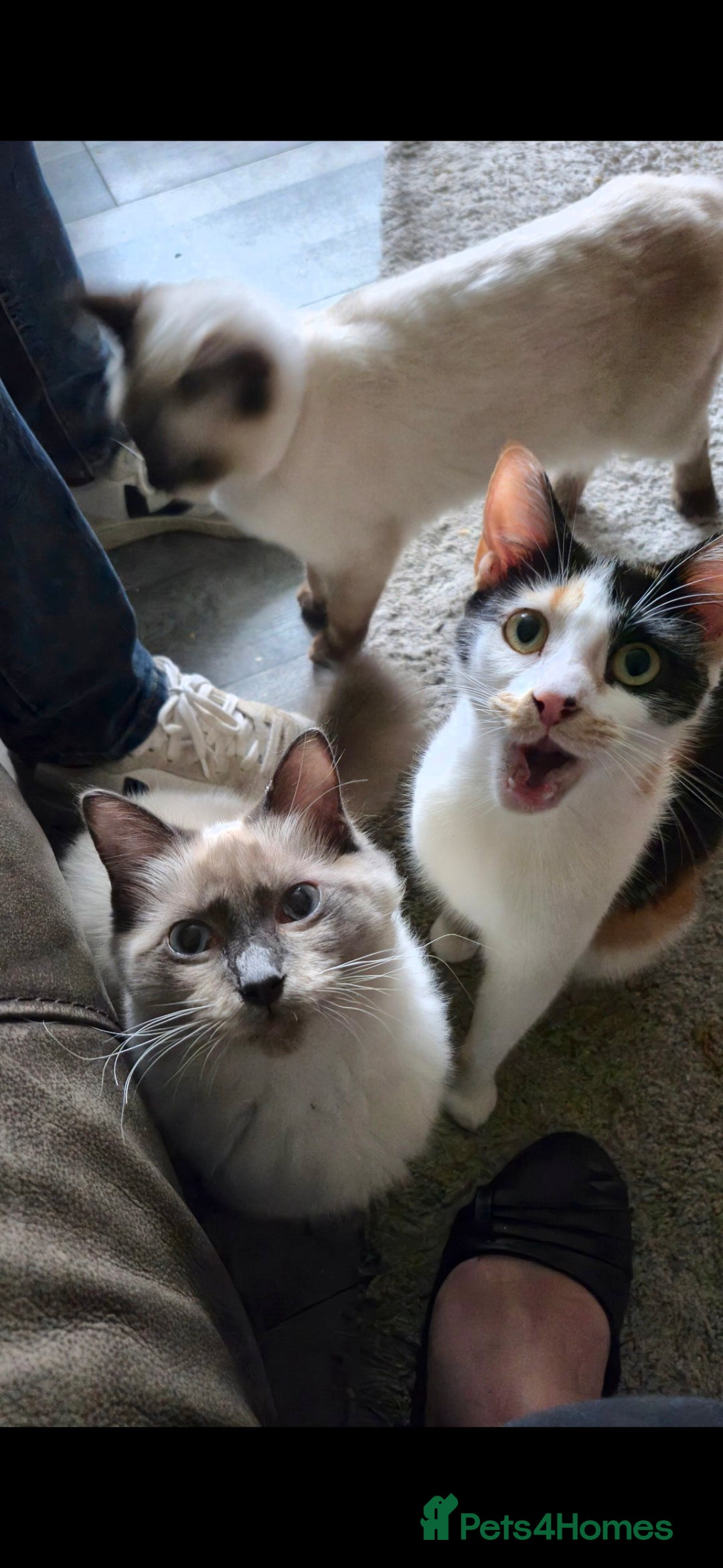 Mixed Breed cats for sale: Arya and kitten  - Advert 6