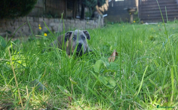 Staffordshire Bull Terrier dogs - Advert 4