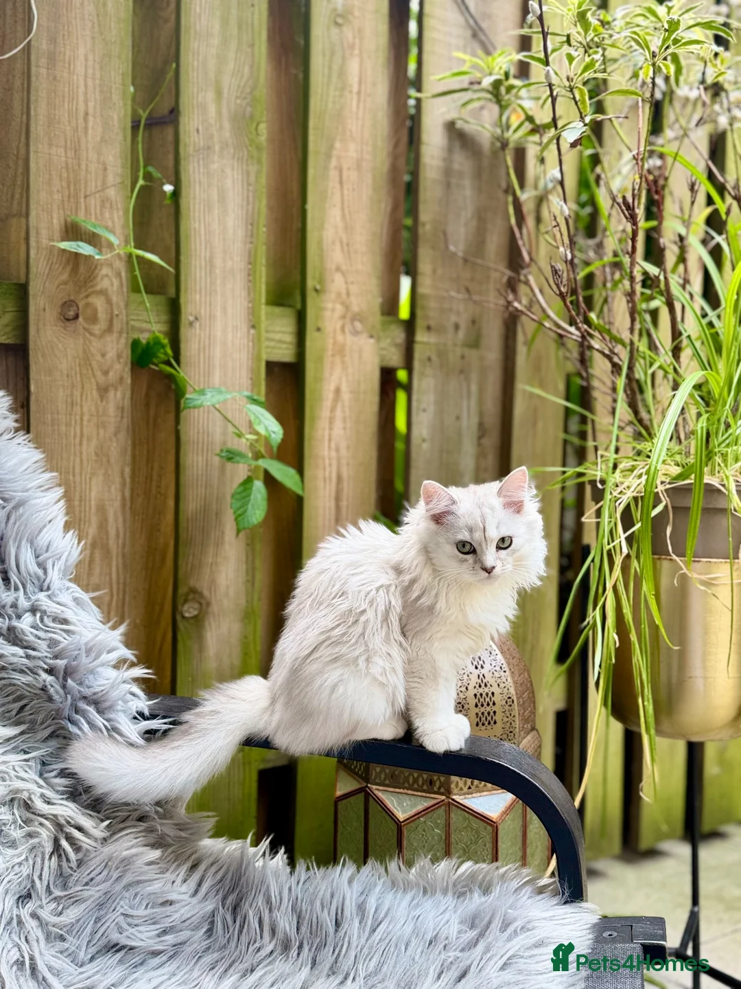 British Longhair cats for sale: Beautiful Male Kitten  in London - Advert 4