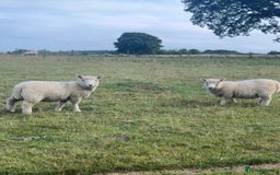 Sheep livestock for sale: 4 ryeland Gimmer lambs  - Image 2