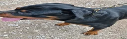 Rottweiler dogs for sale: Rottweiler - Advert 2