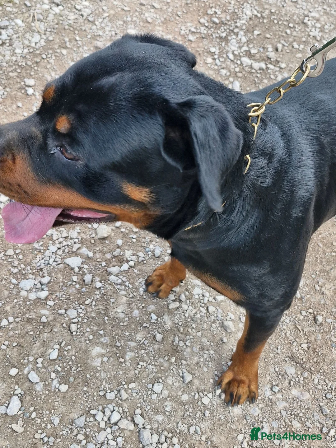 Rottweiler dogs for sale: Rottweiler - Advert 2