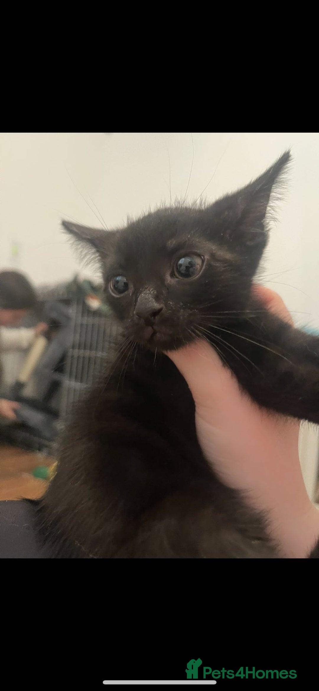 Mixed Breed cats for sale: 2 gorgeous kittens - Image 7