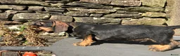 Dachshund dogs for sale: Wirehaired Dachshund Teckel KC registered puppies  - Advert 36