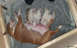 English Bull Terrier dogs for sale: English bull terrier pups for sale  - Image 23