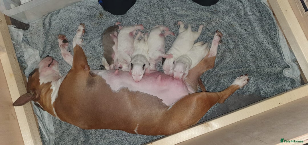 English Bull Terrier dogs for sale: English bull terrier pups for sale  - Image 23