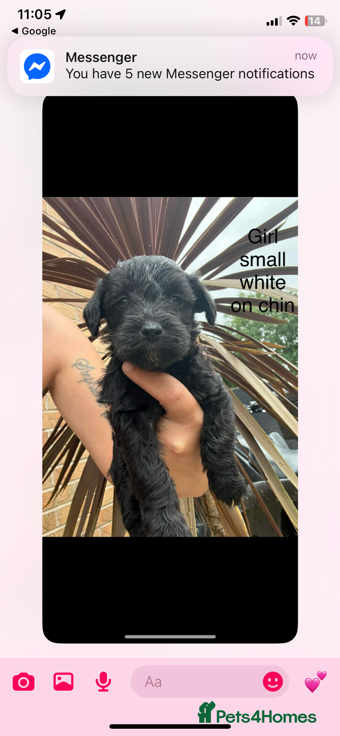 Mixed Breed dogs for sale: Schnoodle - Image 4