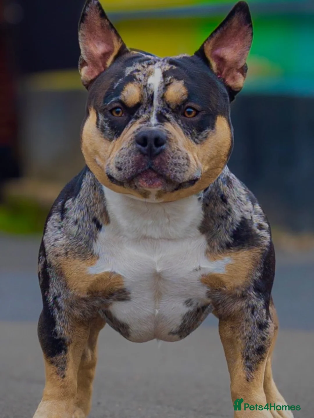 American Bully dogs for sale: 2years old  - Advert 2