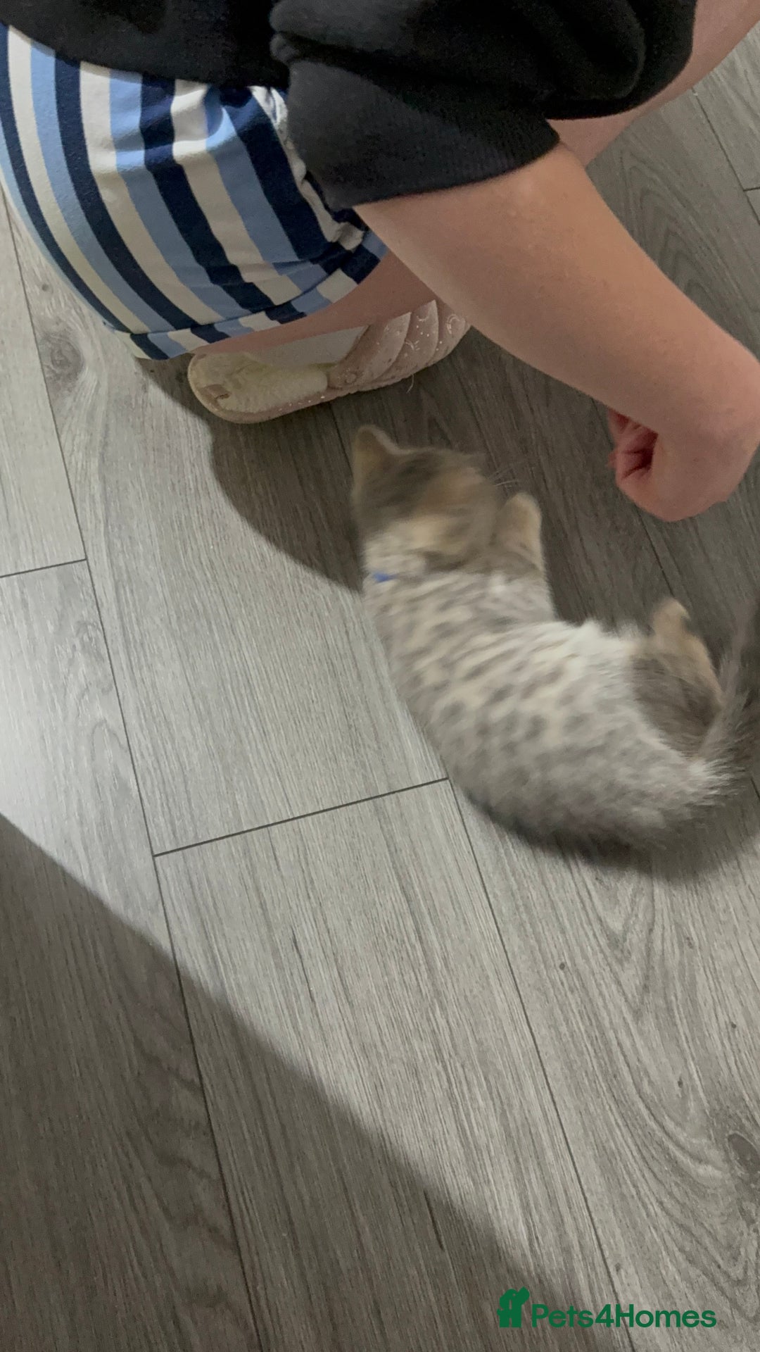 British Shorthair cats for sale: BSH Kitten Bean - Image 22