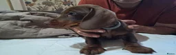 Dachshund dogs for sale: Beautiful Mini Dachshund Puppies - Advert 27