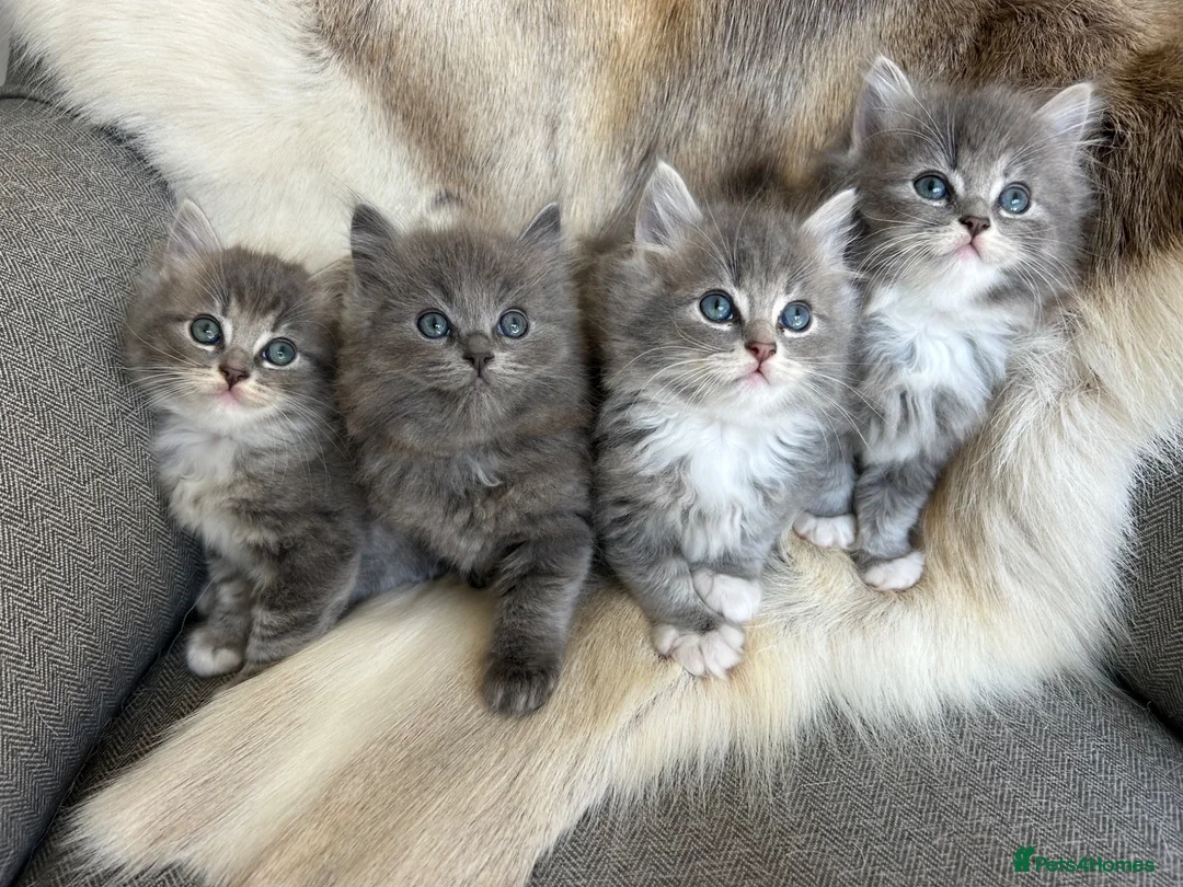 Ragdoll cats for sale:  Blue-lynx Ragdoll kittens pedigree bloodline  - Advert 1