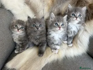 Ragdoll cats Blue-lynx Ragdoll kittens pedigree bloodline - Advert 2