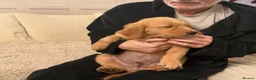 Golden Retriever dogs for sale: Gorgeous golden Retriever Puppies - Ready Now in Brierley Hill - Advert 4