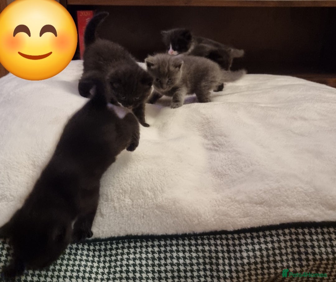 British Shorthair cats for sale: British Short hair cross kittens - Advert 3