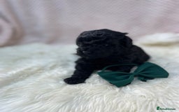 Mixed Breed dogs for sale: Hungarian puli cross miniature poodle puppies - Image 17