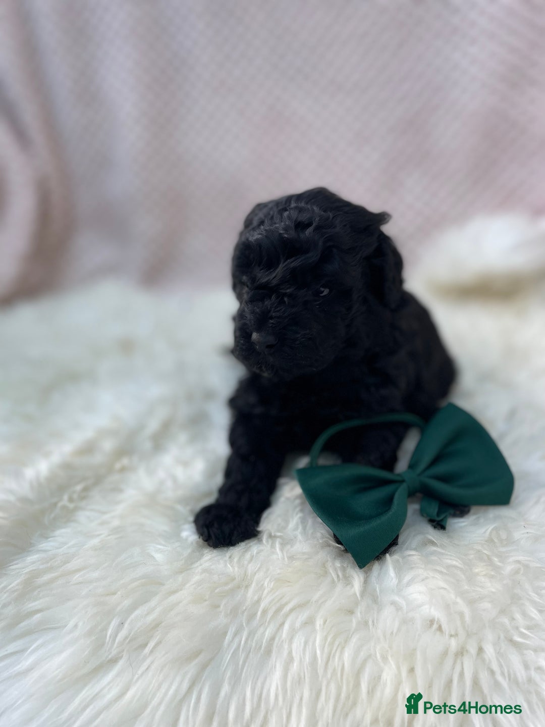 Mixed Breed dogs for sale: Hungarian puli cross miniature poodle puppies - Image 17