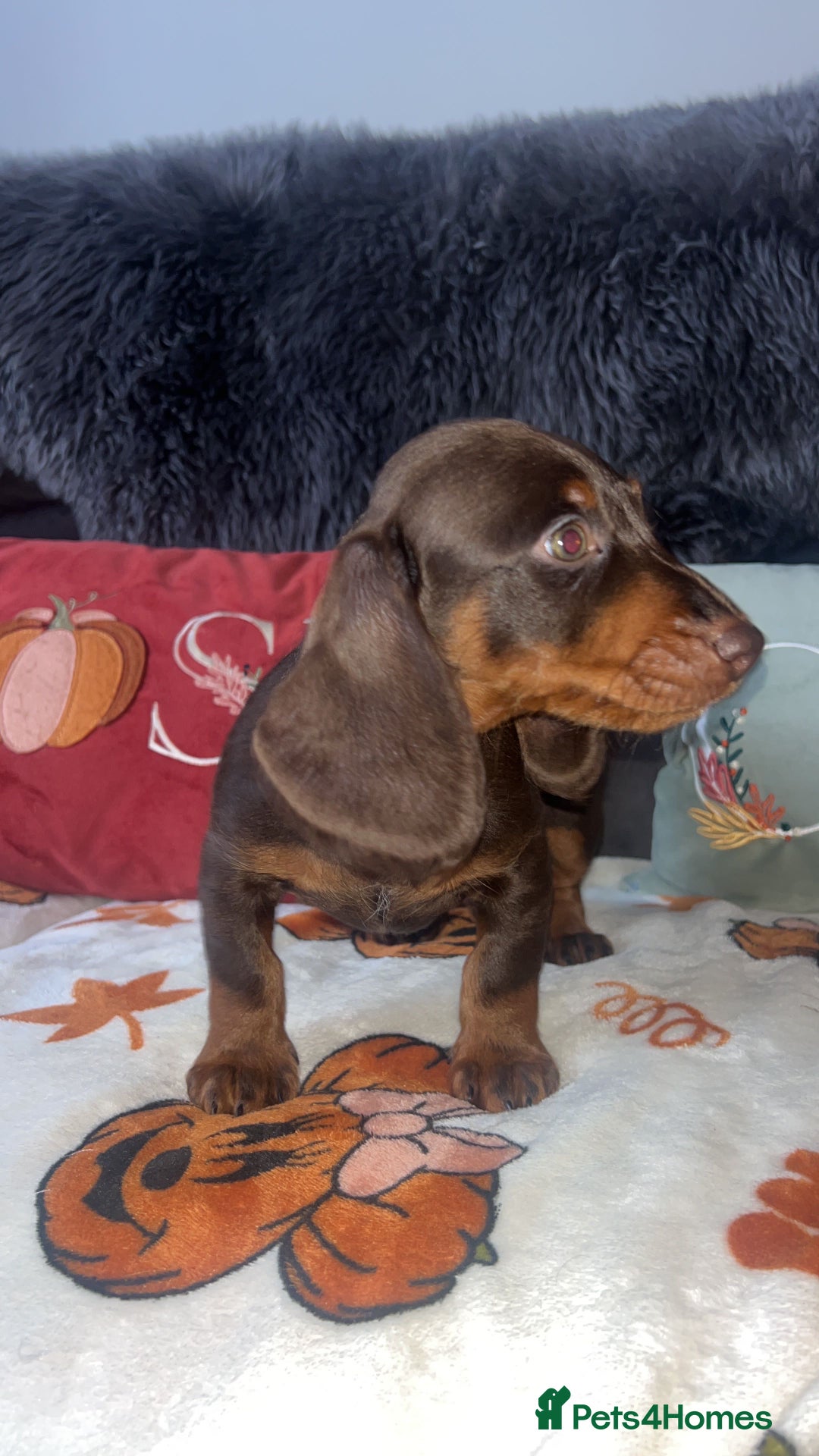 Doxiepoo dogs for sale: House trained READY NOW FOR THERE FOREVER HOMES ❤️ - Image 36
