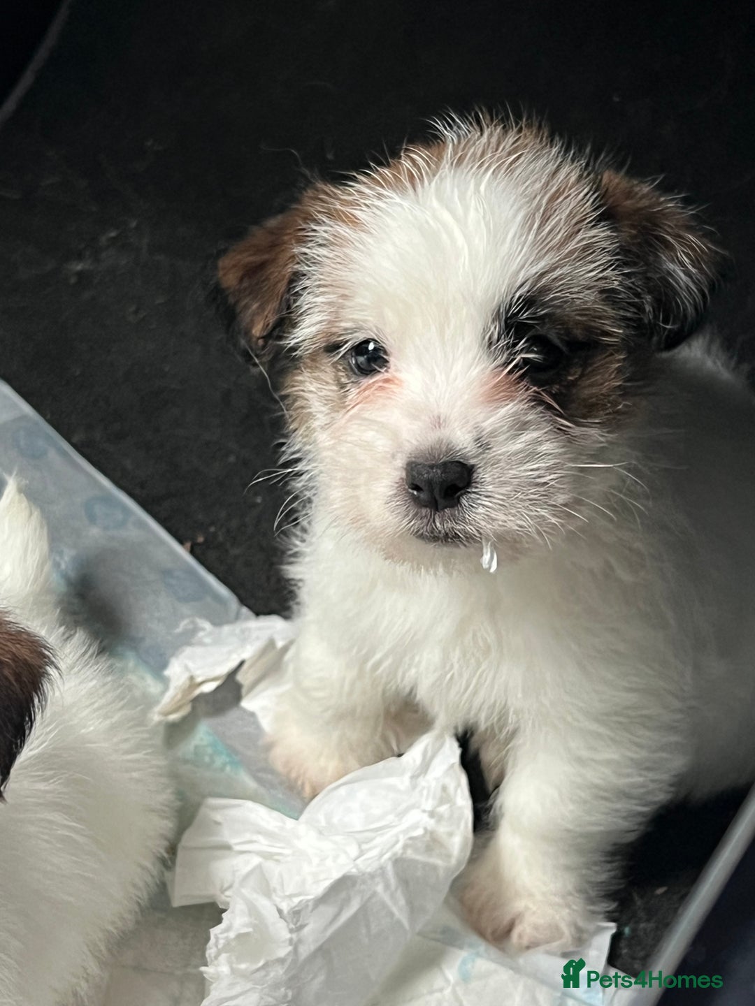 Jack Russell dogs for sale: KC registered rough coated JR pups - Advert 14