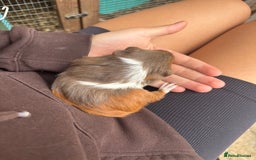 Guinea Pig rodents for sale: guinea pigs  - Image 4