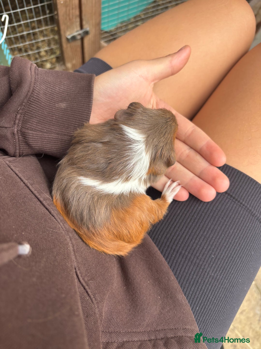 Guinea Pig rodents for sale: guinea pigs  - Image 4
