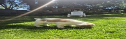Cocker Spaniel dogs for sale: Quality litter of kc registered cocker spaniel  - Advert 4