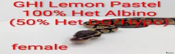 Python Snake reptiles for sale: Royal Python's  - Advert 8