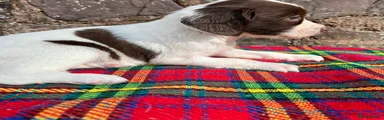 English Springer Spaniel 8