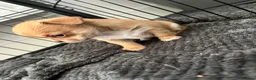 Chihuahua dogs for sale: Chihuahua puppies 2 boys kc registered  - Advert 5