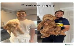 Goldendoodle dogs for sale: Golden doodles f1b - Advert 10