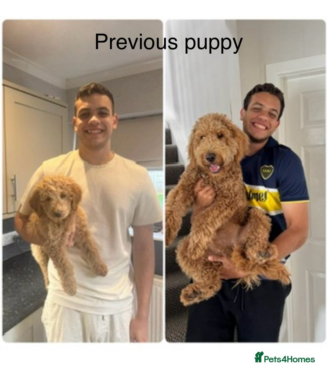 Goldendoodle dogs for sale: Golden doodles f1b - Advert 10