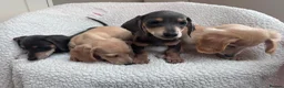 Miniature Dachshund dogs for sale: ***mini dachshund *** - Advert 26