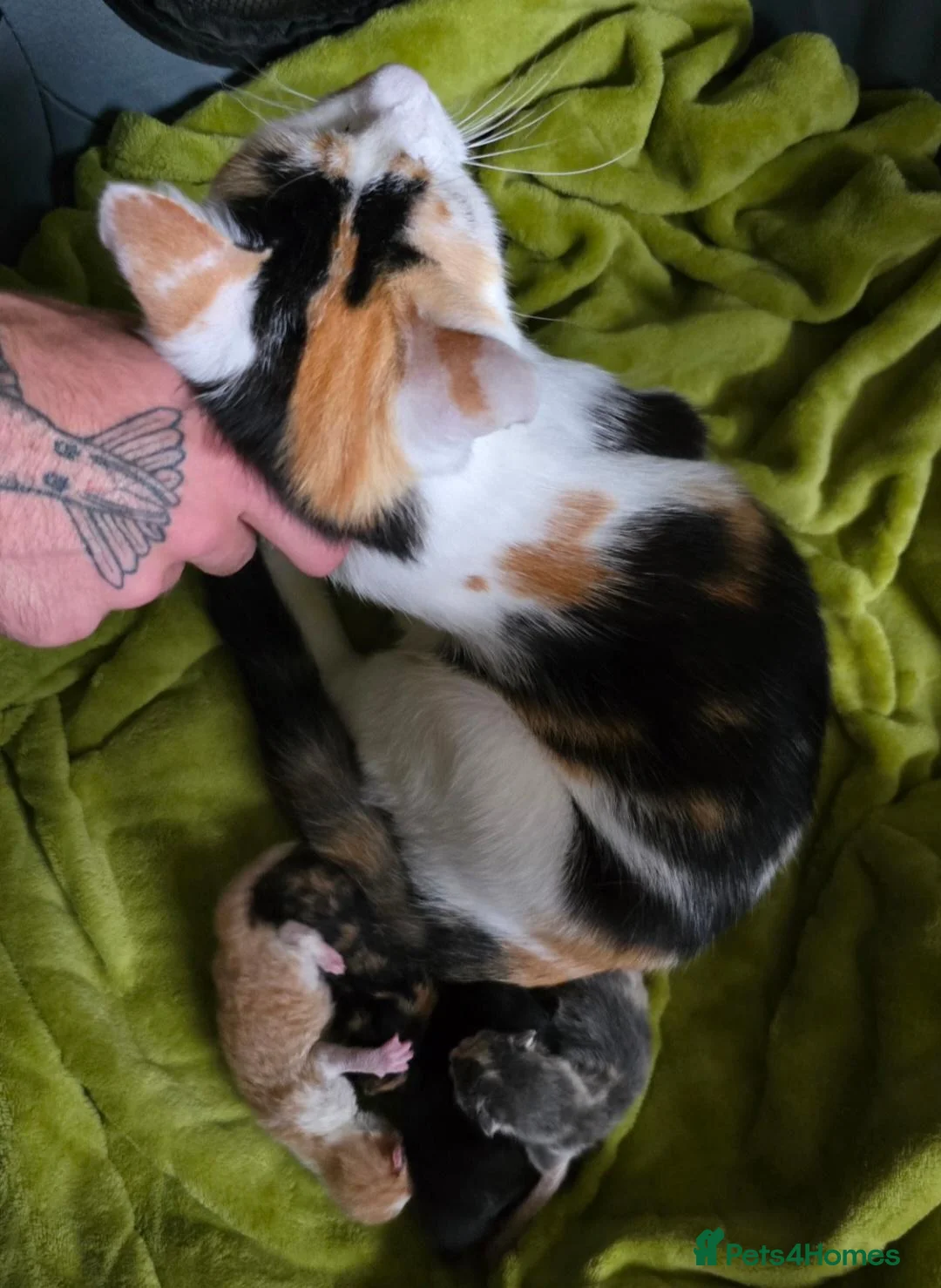 Mixed Breed cats for sale: Gorgeous kittens - Advert 2