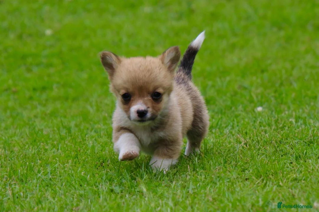 Welsh Corgi Pembroke dogs for sale: Pembroke corgi pups - Advert 2