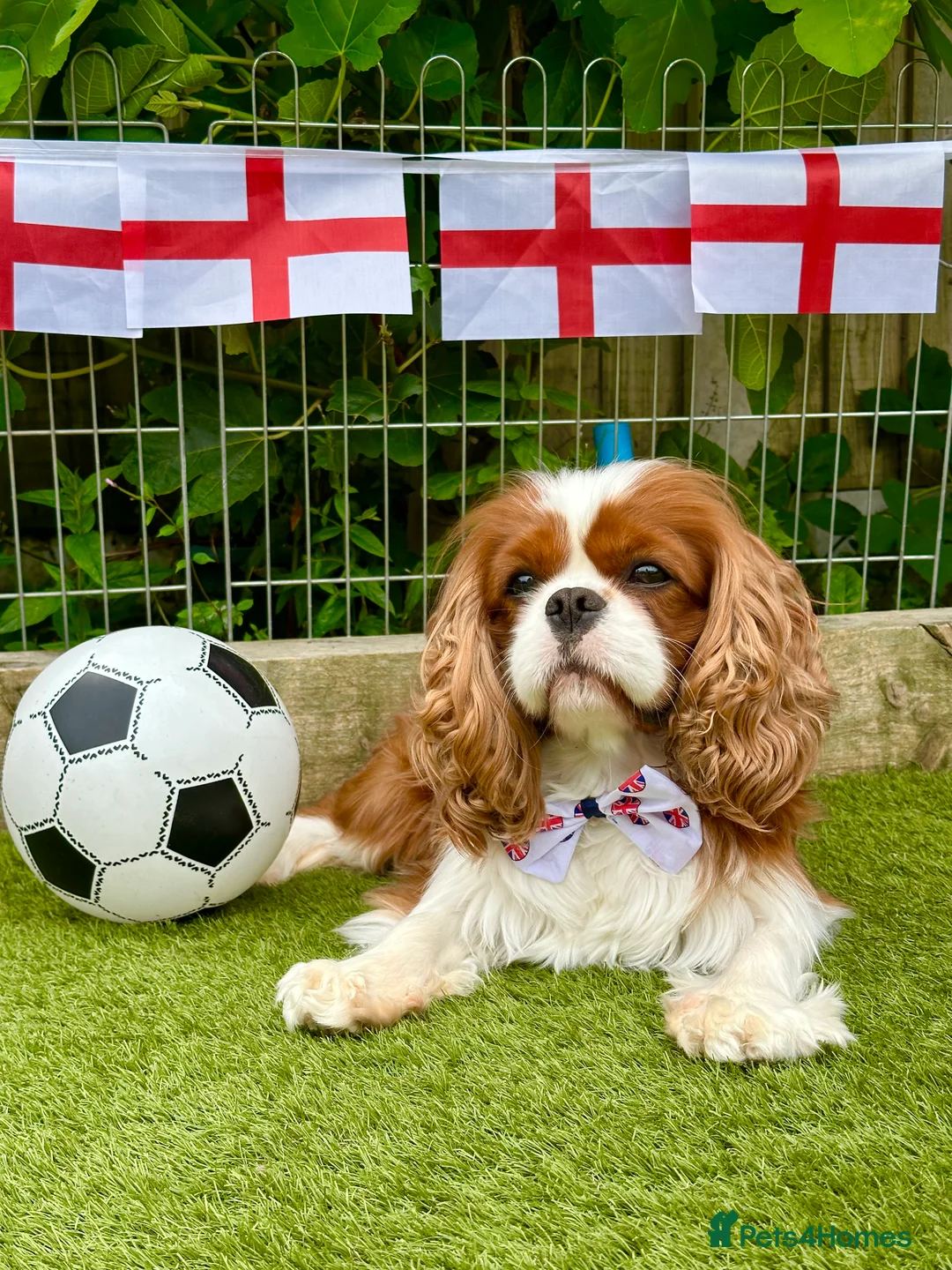 Cavalier King Charles Spaniel dogs for stud: KC Reg Health Tested Excellent Pedigrees for STUD in Nottingham - Advert 9