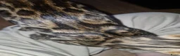 Bengal cats for sale: TICA Genetic Health Tested Kittens - Advert 14