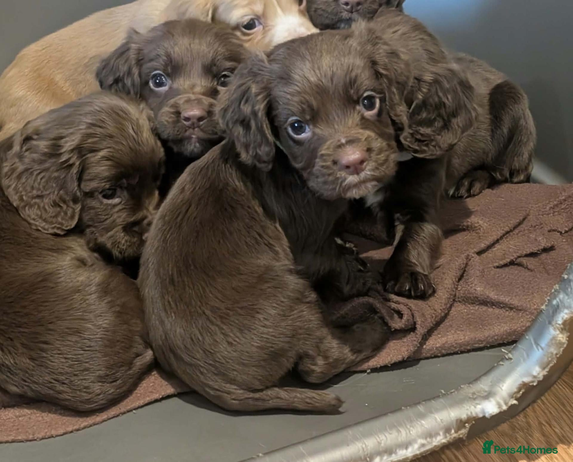 Cocker Spaniel dogs W/T Pedigree Cocker Spaniels 1 BOY LEFT - Advert 2