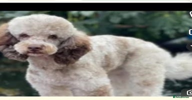 Cockapoo dogs 8 beautiful F1 cockerpoos. 6 weeks old - Advert 5